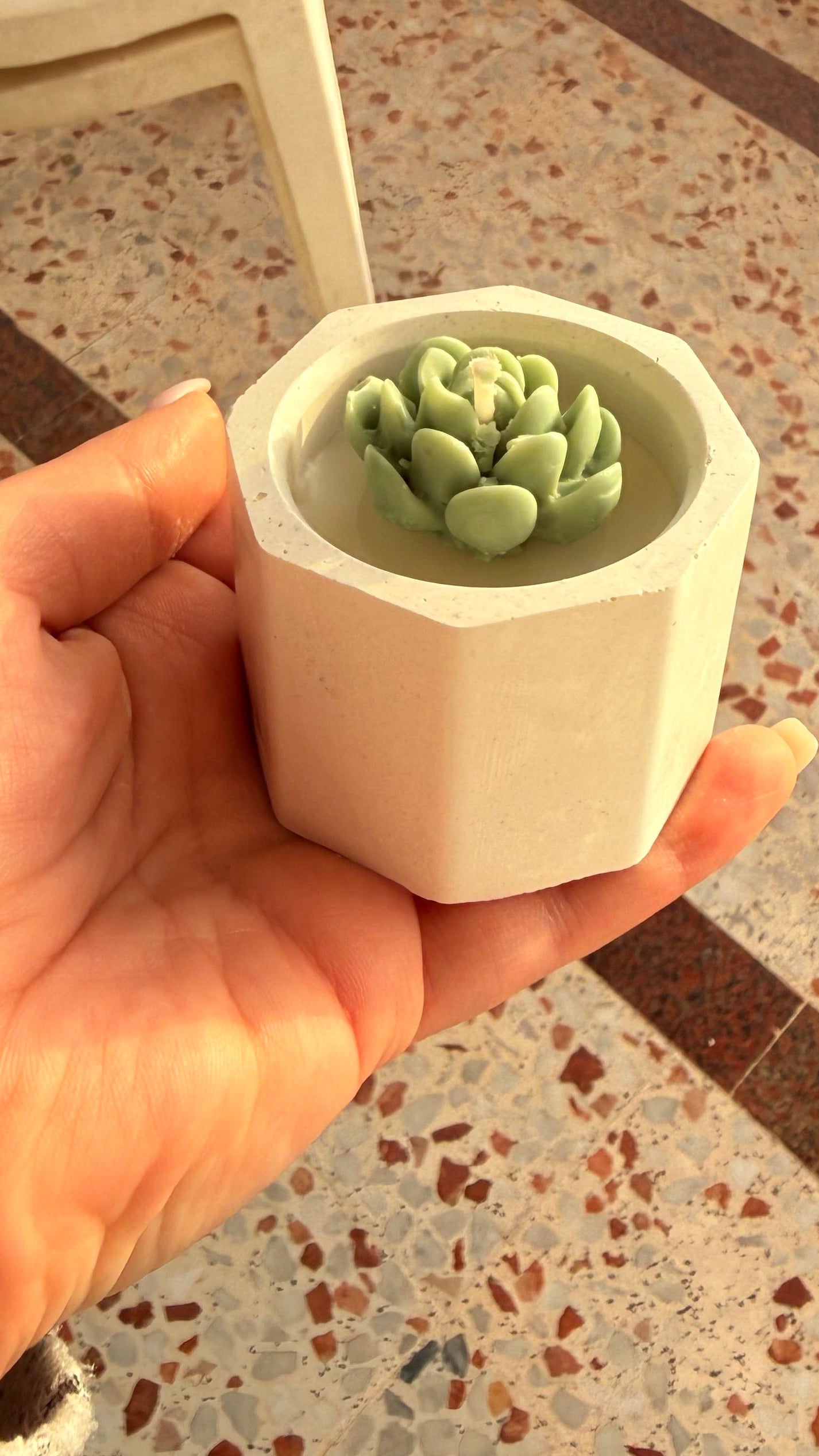 Mini cactus