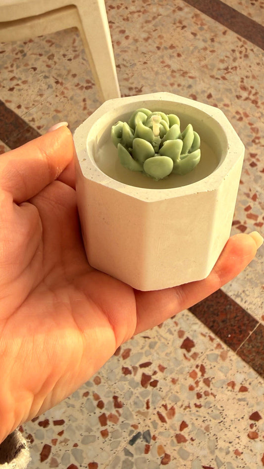Mini cactus